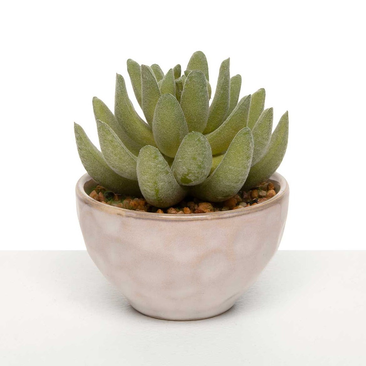 aesthetic succulent pots Succulent in Pot: Echeveria – The Summer Kitchen