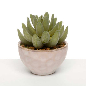 <p>We love our little succulent pots! This echeveria plant is in a create pot with faux brown gravel. The pot is in a cream pot with faint circular designs all over.</p> <p>Approximately 3" H x&nbsp; 3.5" D&nbsp;</p>