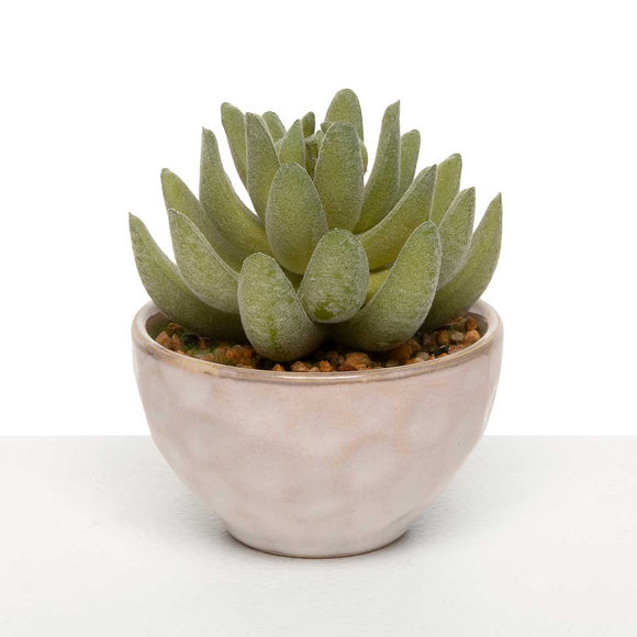 <p>We love our little succulent pots! This echeveria plant is in a create pot with faux brown gravel. The pot is in a cream pot with faint circular designs all over.</p> <p>Approximately 3