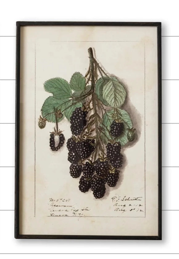 This beautiful vintage-inspired picture of blackberries hanging is gorgeous!  It is in a distressed metal frame adding to its charm!  17.75
