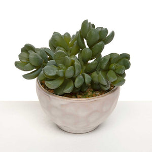 <p>We love our little succulent pots! This jade plant is in a create pot with faux brown gravel. The pot is in a cream pot with faint circular designs all over.</p> <p>Approximately 3" H x&nbsp; 4" D&nbsp;</p>