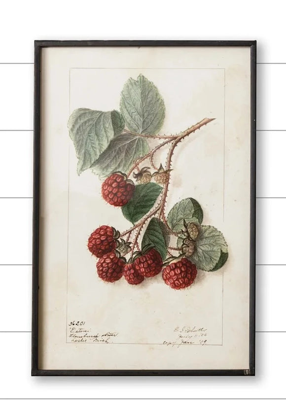 This beautiful vintage-inspired picture of raspberries hanging is gorgeous!  It is in a distressed metal frame adding to its charm!  17.75